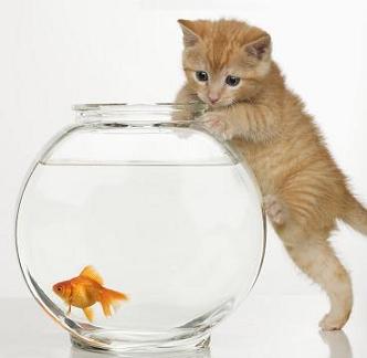 kitten and fishbowl